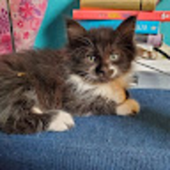 Meet your Posher, Maeve - Picture 1 of 1